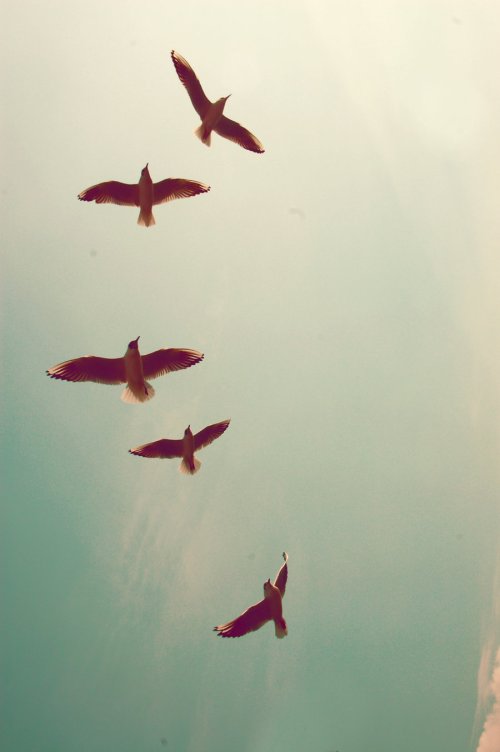 ___flying___by_misal